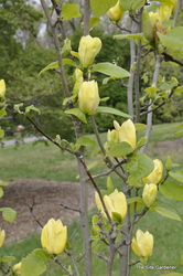Magnolia x 'Yellow Bird' — photo 3